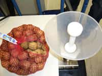 Walnüsse für die Probenaufbereitung mit der Schneidmühle.